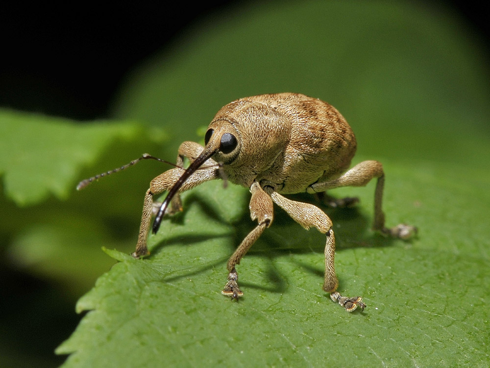 Curculio da identificare